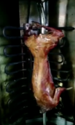 烤兔肉培训过程